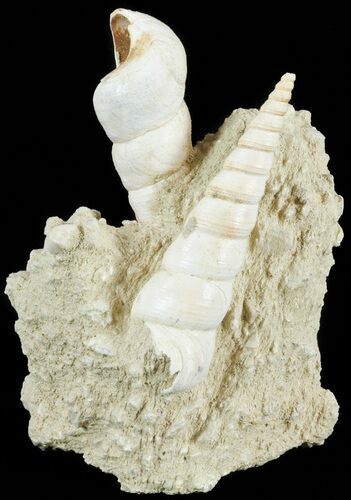 Fossil Gastropod (Haustator) Cluster - Damery, France #62512